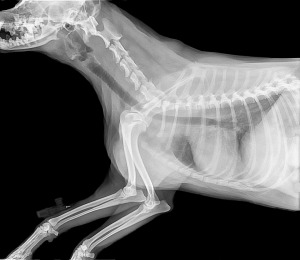 radiografia-perro